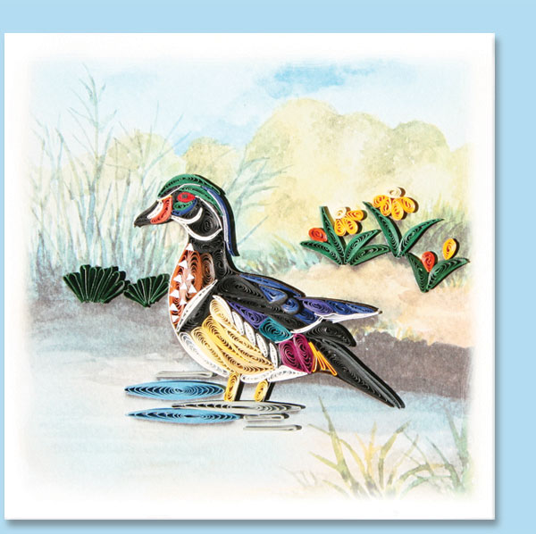 wood duck