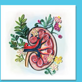 kidney